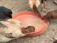 Chickens — foto 2