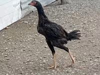 Chickens — الصورة 1