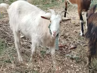 Cabra, Cabras — foto 1