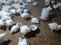 Chickens — photo 3