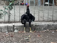 Guinea fowl — foto 3