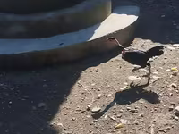 Guinea fowl — foto 4