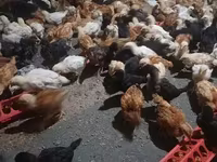 Chickens — photo 2