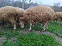 Sheep (batch, sex not specified), Sheep — photo 3