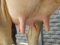 İnək, Swiss cattle — foto 2