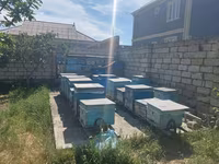 Arıçılıq üçün hazır pətək və avadanlıq dəsti - Şəkillərdə gördüyünüz — photo 2
