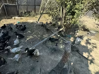Ducks — फ़ोटो 5