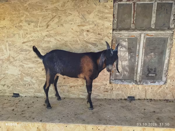 Keçi, Nubian Goat