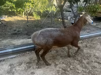 Qoç, Arashan sheep — foto 4