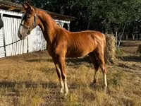 Klisna, Dutch warmblood horse — foto 2