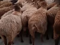 Qoç, Hissar sheep — foto 5