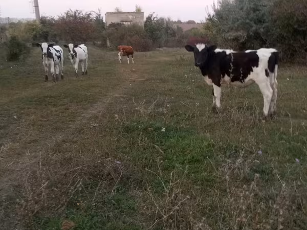 Byk, Russian Black pied cattle