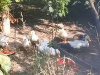 Ducks — photo 3