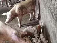 Säue, Schweine — Foto 5