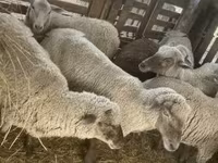 भेड़, Blackheaded Persian sheep — फ़ोटो 6
