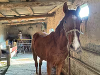 Koń, Horse breed — zdjęcie 1