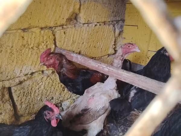 Chickens — Azerbaijan