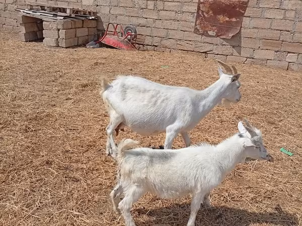 Dişi keçi, Toggenburg goat