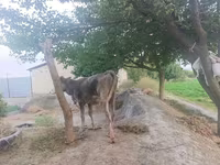 بقرة, الماشية — الصورة 3