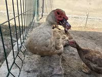 Domestic Muscovy — photo 2