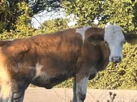 गाय, Simmental cattle — फ़ोटो 7