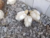 Chickens — foto 4