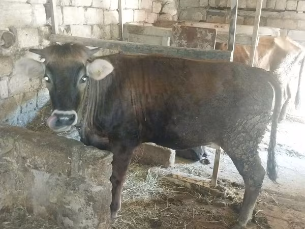 Cow, Cattle — Azerbaijan