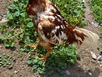 Chickens — Foto 2