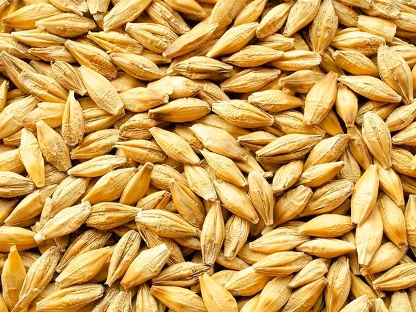 Hazır kisələrdə təmiz arpa