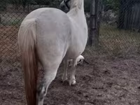 Кобила, Falabella — фото 3