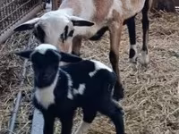 公羊, Dorper sheep — 照片 3