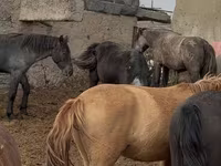 Horse (M), Horse breed — photo 1
