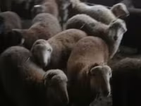 Ovejas (lote, sexo no especificado), Ovejas — foto 4