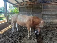 Buğa, Blonde d’Aquitane cattle — foto 5