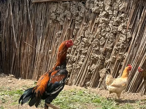 Chickens — Azerbaijan