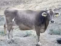 İnək, Ukrainian Brown Dairy Cattle — foto 3