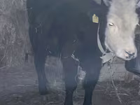 Cow, Kazakh White-headed cow — photo 1