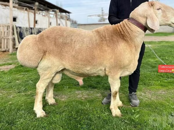 Qoç, Qoyunlar