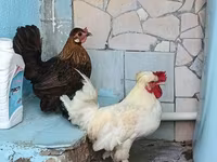 Japanese Bantam — photo 3