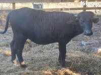 Krowa, Bawół — zdjęcie 3