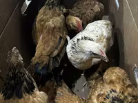 Chickens — الصورة 3