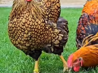 Chickens — 照片 2