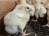 Chickens — الصورة 4