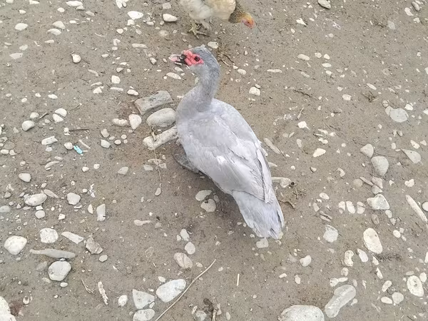 Ducks