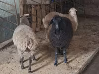 Oveja, Ovejas — foto 2