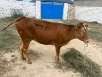 Cow, Cattle — photo 4