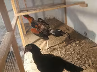 Chickens — photo 1