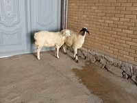 Billy Goat, Goats — photo 3