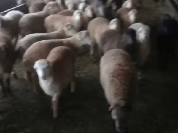 أغنام (دفعة، الجنس غير محدد), الأغنام