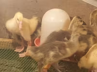 Geese — foto 1